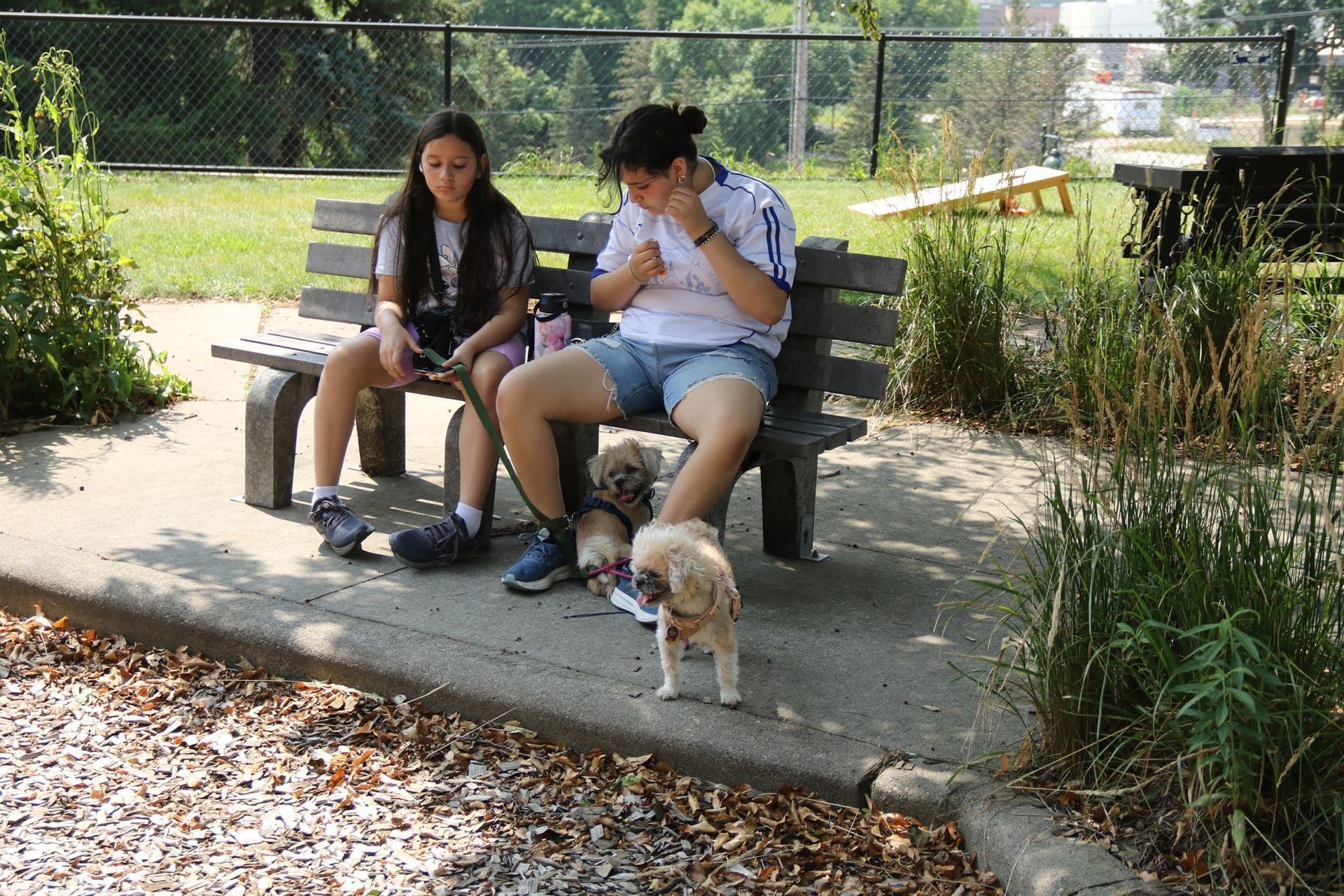 Two people sit on a park bench with small dogs. Sunny day.