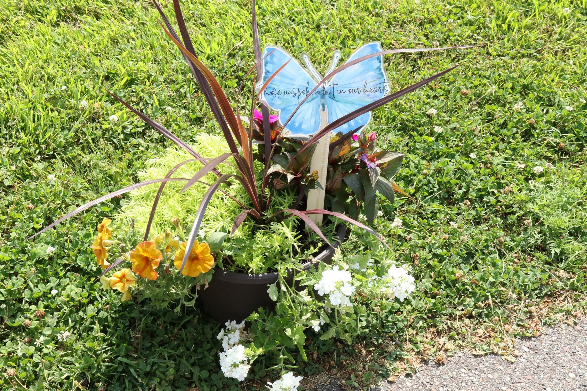 A dark pot of colorful flowers and plants with a blue butterfly decoration.