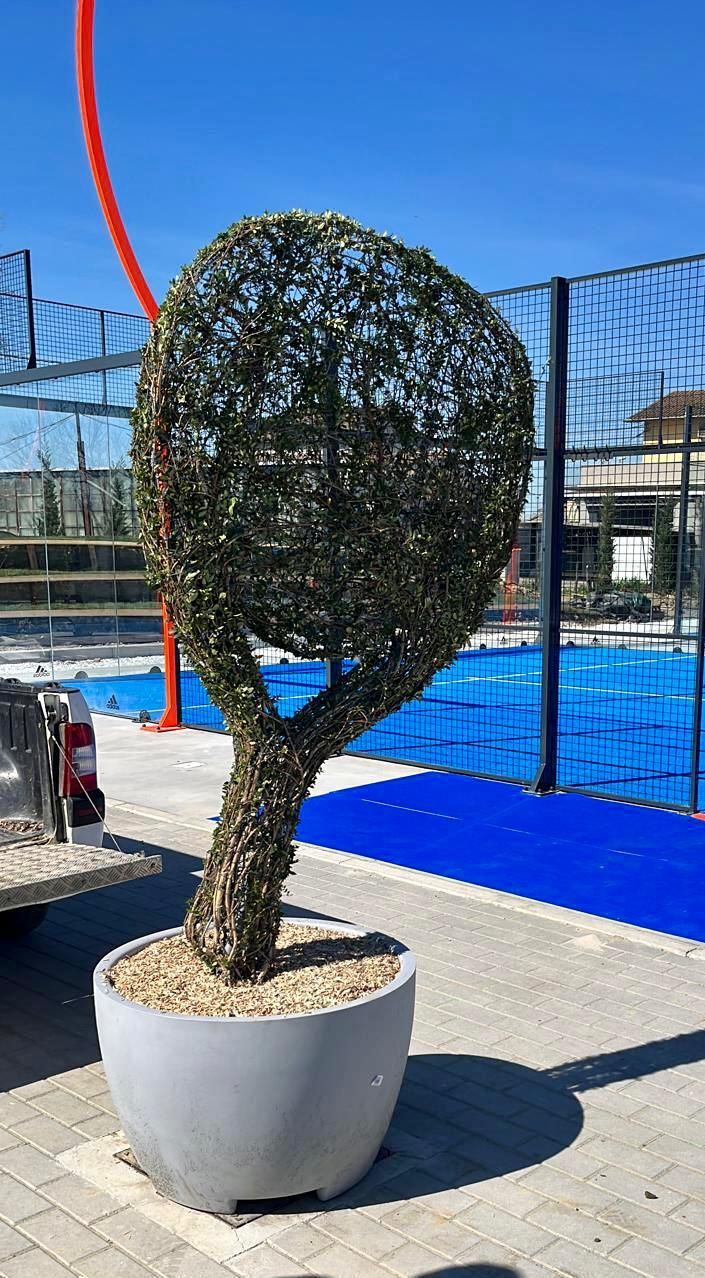 Albero topiario in un vaso grigio, con un campo sportivo blu sullo sfondo sotto un cielo limpido.