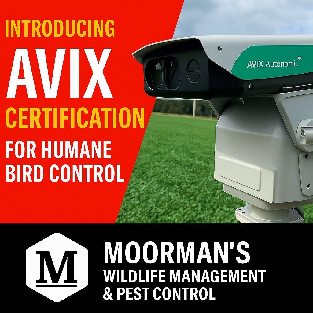 Advertisement for AVIX bird control certification by Moorman's, featuring a camera on green grass. Red and white text.