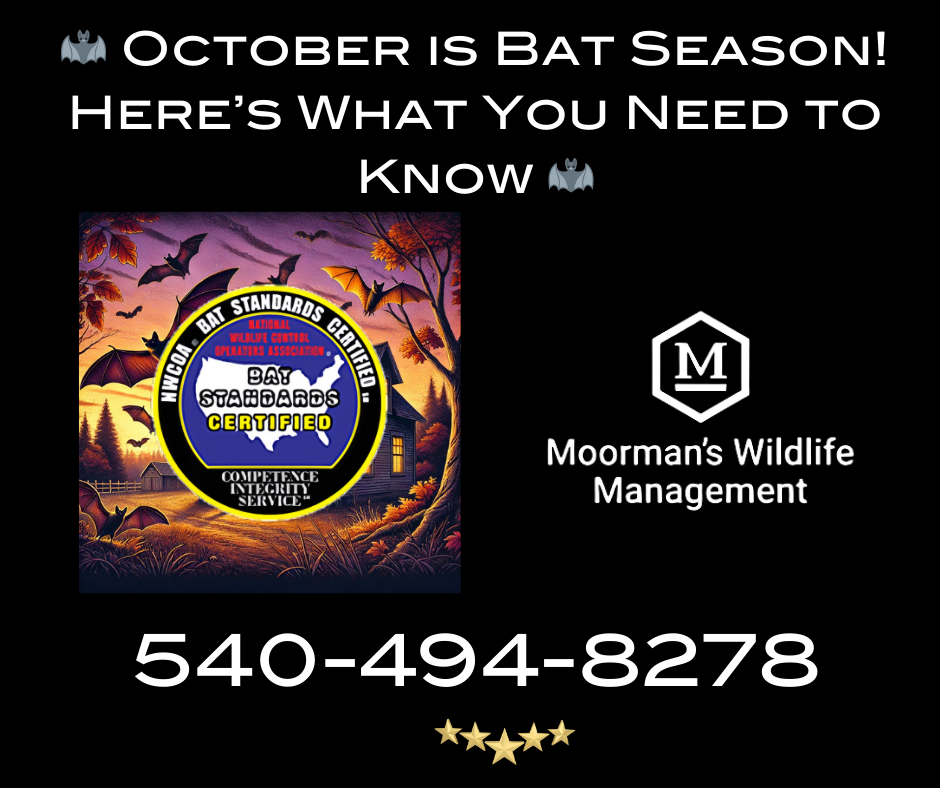 Advertisement: October is bat season. Moorman's Wildlife Management logo and phone number.