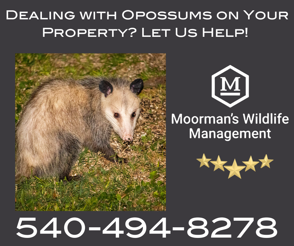 Advertisement for Moorman's Wildlife Management with an opossum photo and phone number.