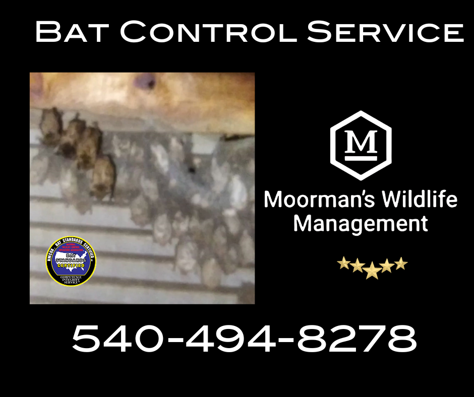 Ad for bat control service: bats clustered under a surface, Moorman's Wildlife Management logo, phone number 540-494-8278.