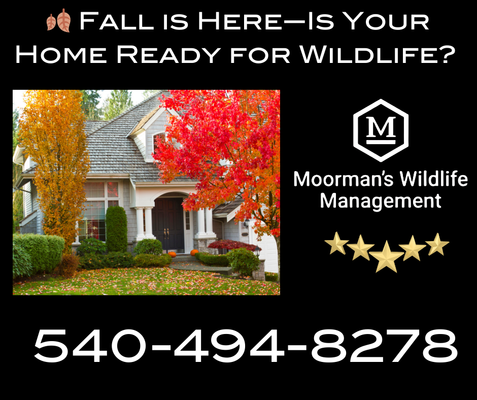 Advertisement for Moorman's Wildlife Management with a house, fall foliage, and phone number.