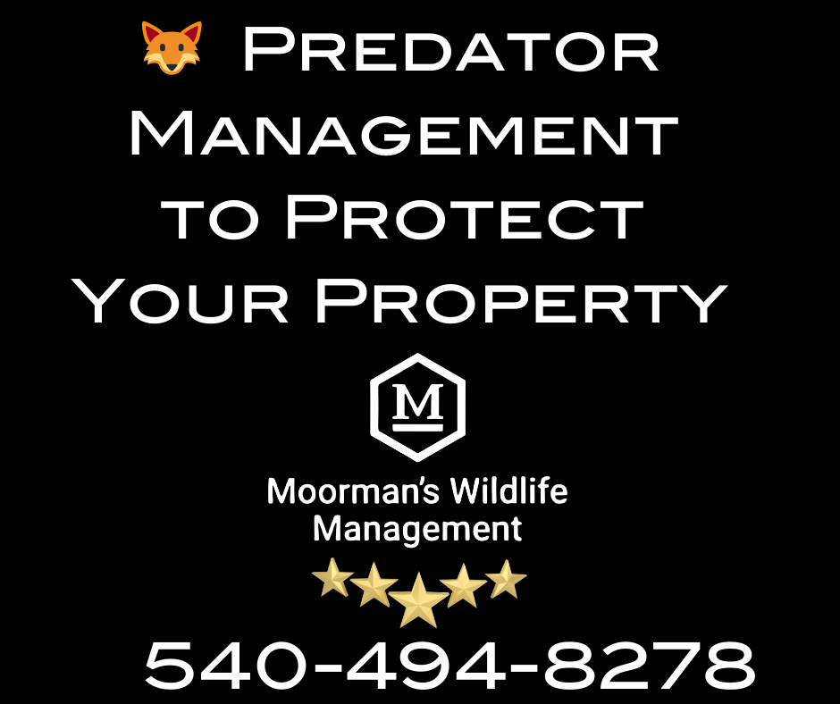 Ad for Moorman's Wildlife Management. Text: Predator Management to protect your property. Phone: 540-494-8278. Fox icon.