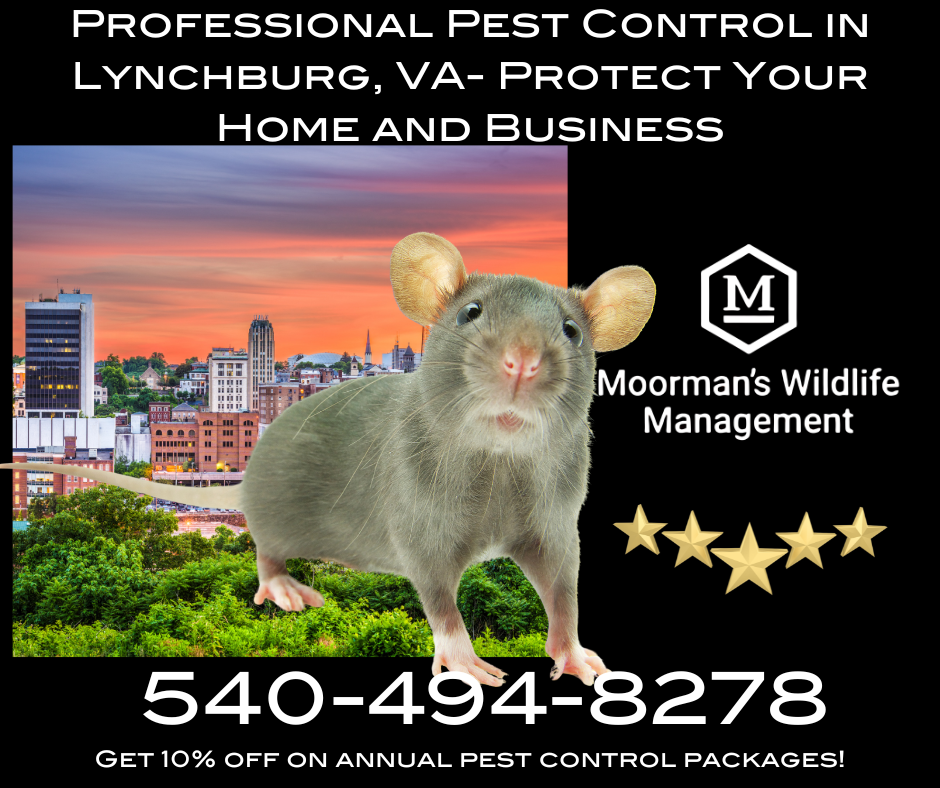 Advertisement for Moorman's Wildlife Management in Lynchburg, VA, with a rat graphic, city skyline, and contact info.