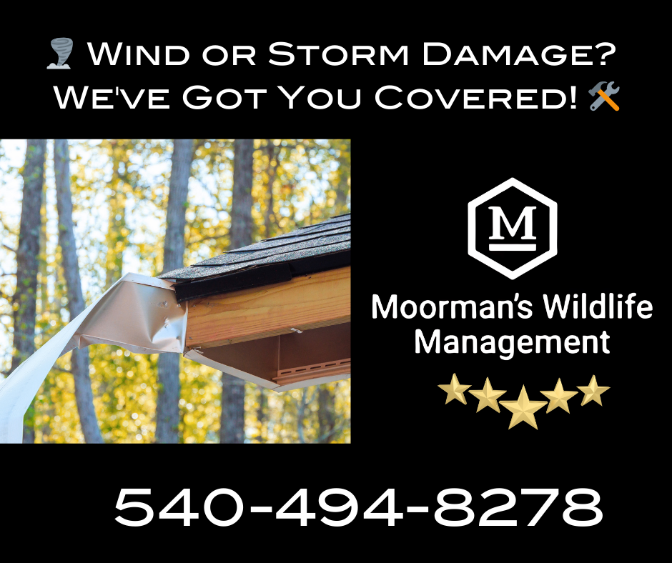 Advertisement for Moorman's Wildlife Management. Text: