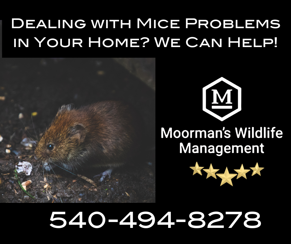 Advertisement for Moorman's Wildlife Management. A mouse image with contact info.