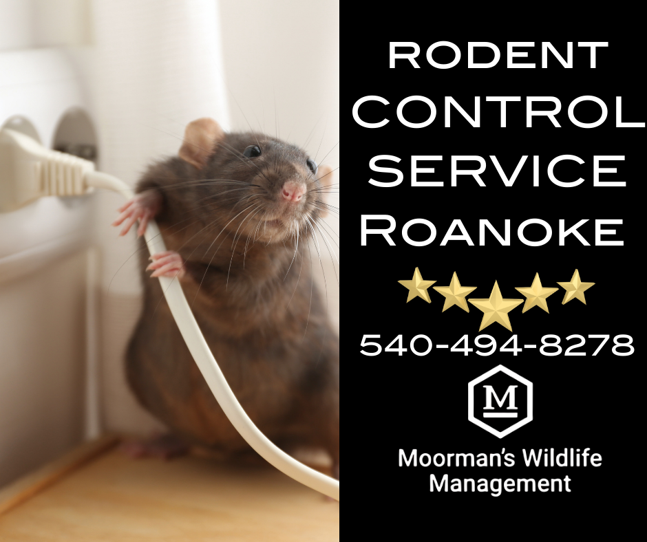 A rat chewing on a power cord next to an outlet; advertisement for rodent control in Roanoke, VA.