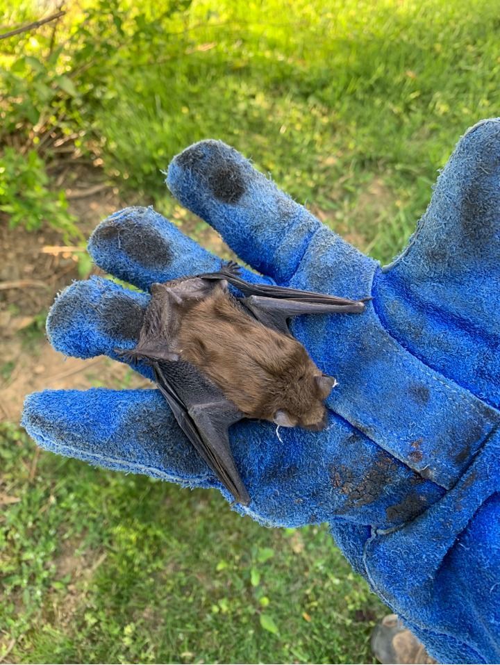 A brown bat held gently in a blue work glove, outdoors with green grass.