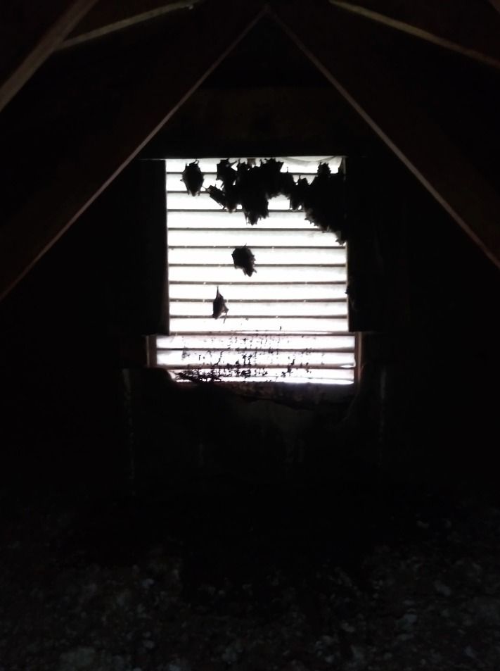 Bats clustered around a window in a dark attic.