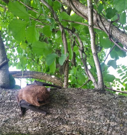 Brown bat clinging to a tree branch, surrounded by green leaves and sunlight.