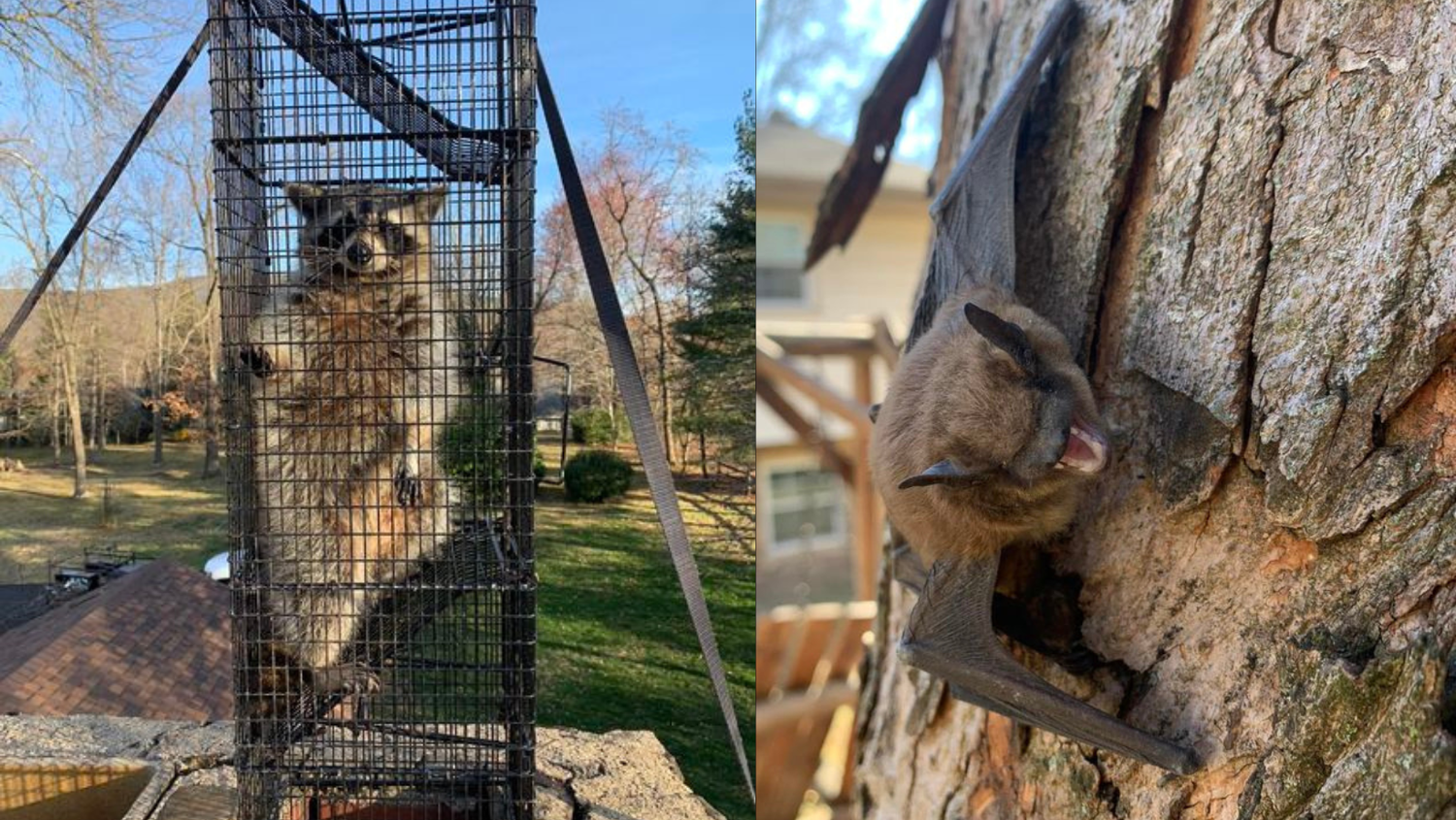 Raccoon in a tall cage on a rooftop, and a bat clinging to a tree.