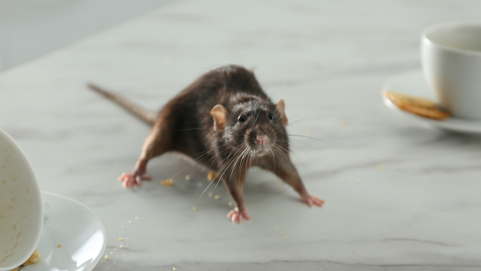 Rat on a white marble surface, near a cup and saucer, front legs spread.