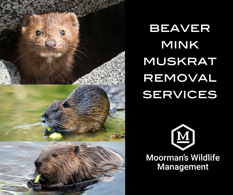 Ad for Moorman's Wildlife Management. Photos of a mink, muskrat, and beaver. Text: Beaver, Mink, Muskrat Removal Services.