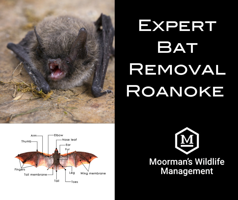 Bat, removal service advertisement: bat close-up, wing diagram, text