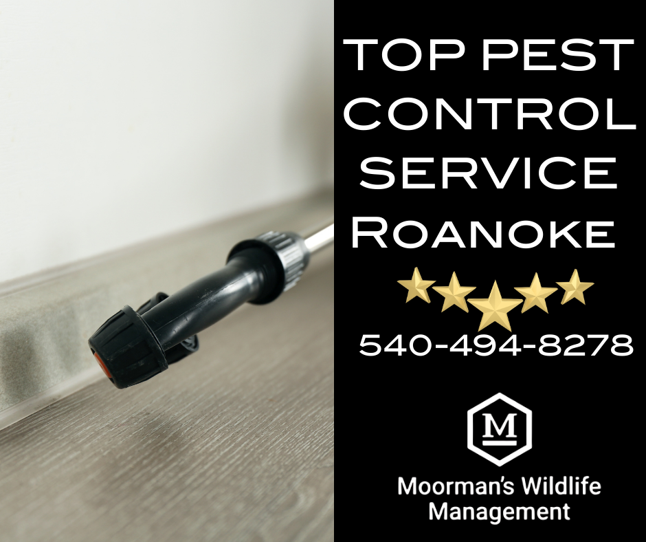 Pest control nozzle spraying, next to