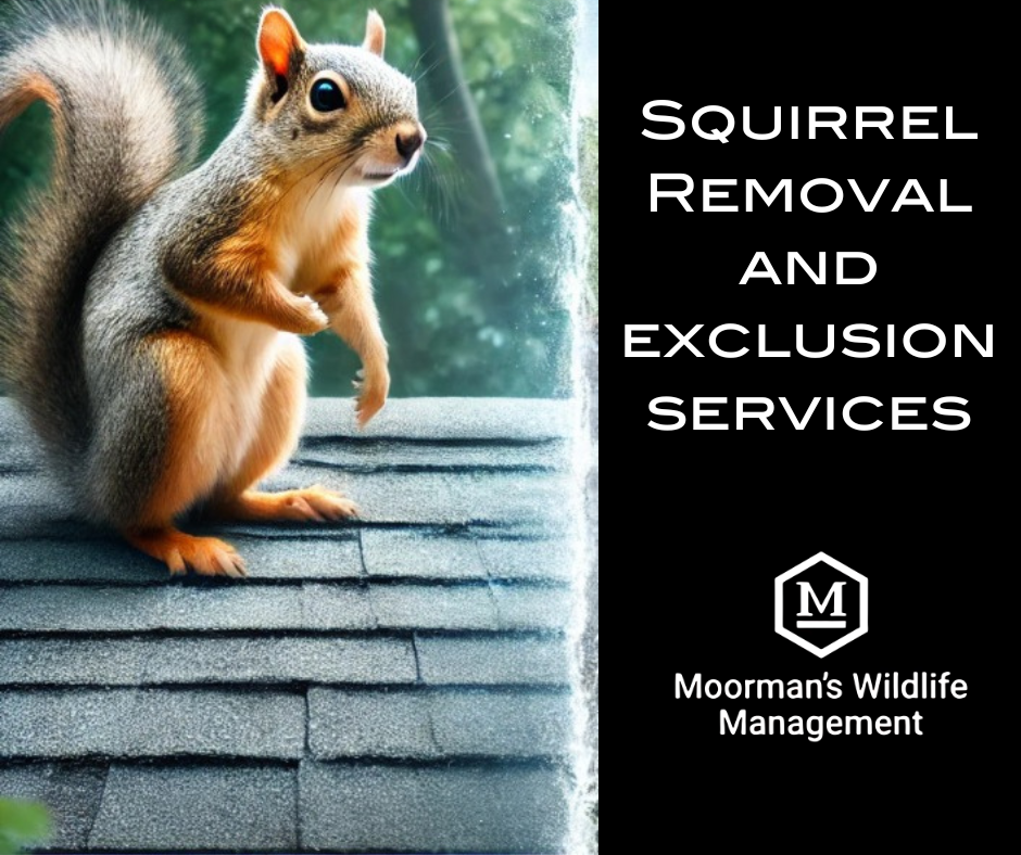 Squirrel on a roof, advertisement for squirrel removal services. Text reads