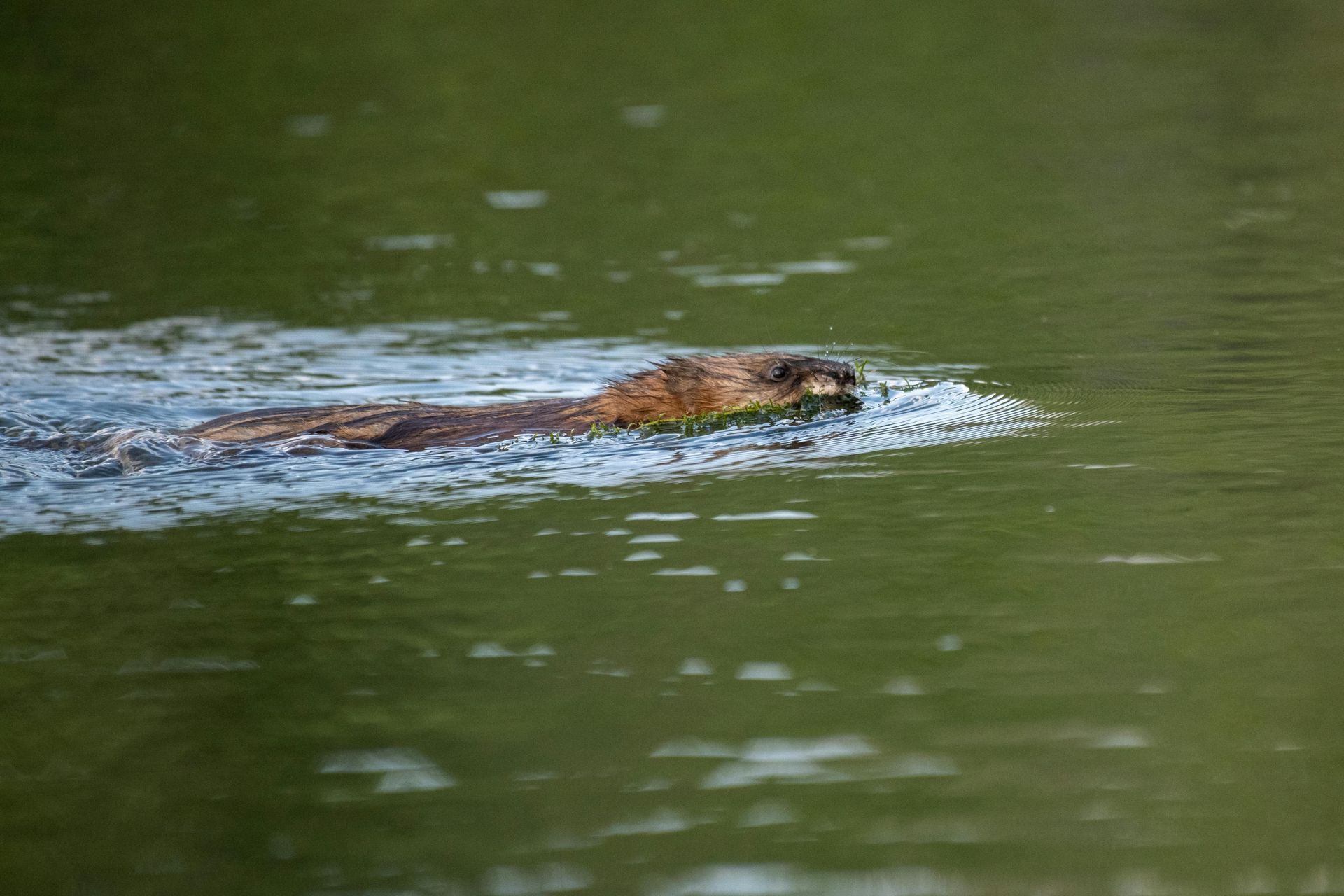 Muskrat swimming in calm, green water.