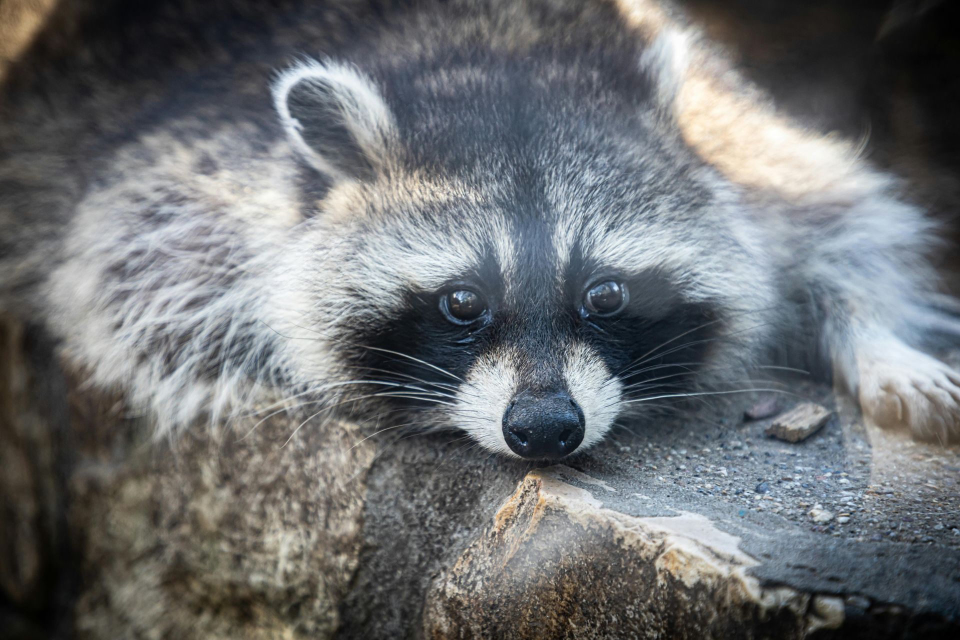Raccoon with black mask and large eyes resting on a weathered tree stump, looking directly at the viewer.