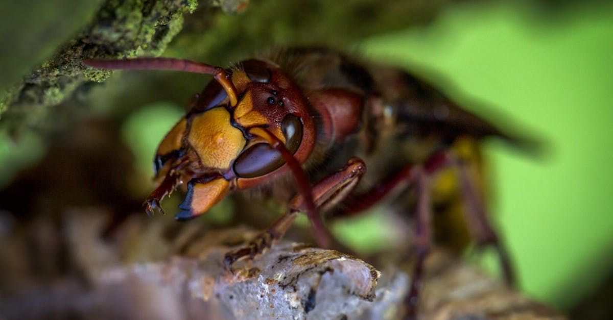 Close-up of a European hornet with a brown and yellow body, clinging to wood. Green background.