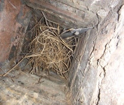 Rooks Nesting