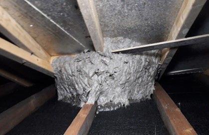 Wasp Nest