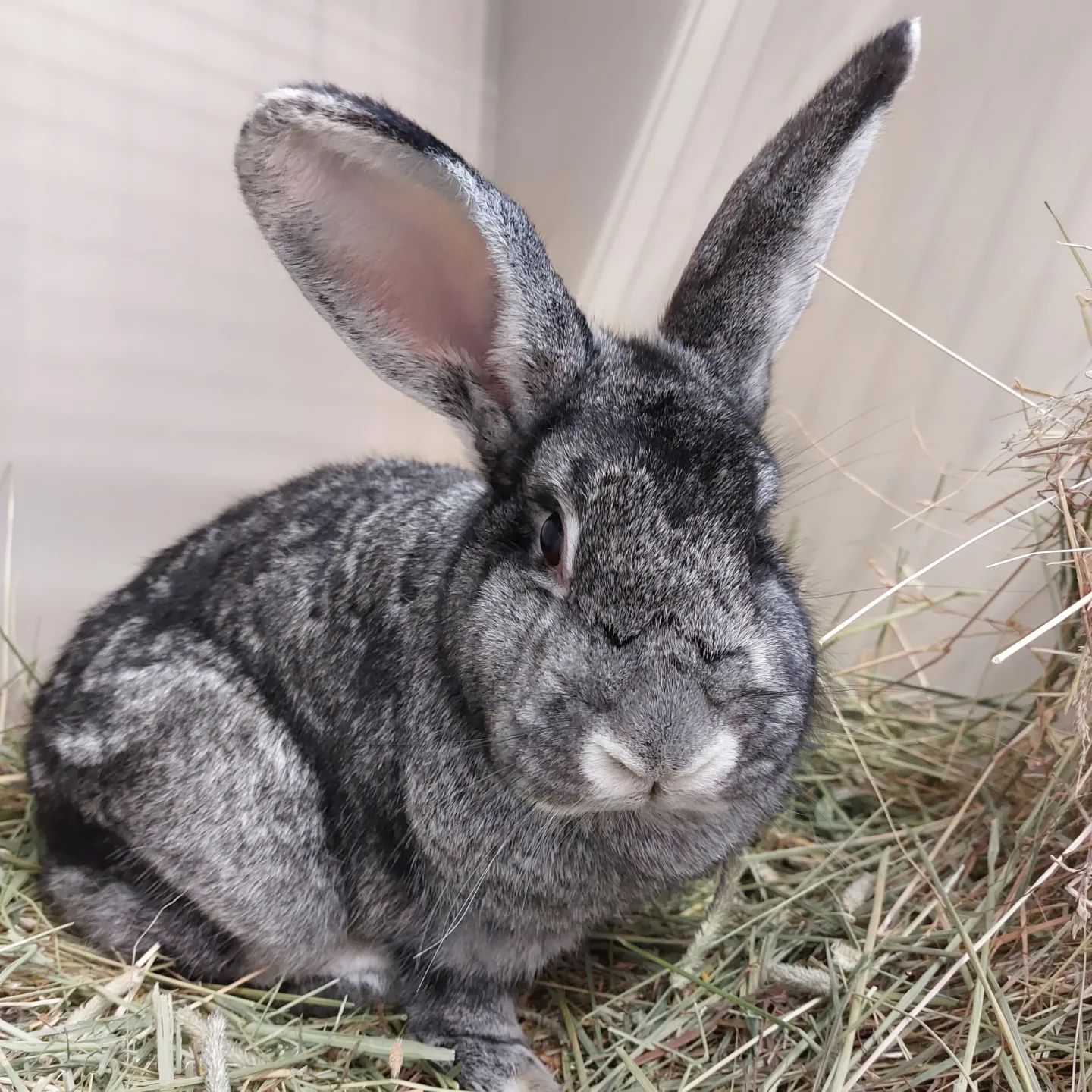 Rabbit Hotel, Pet Boarding.