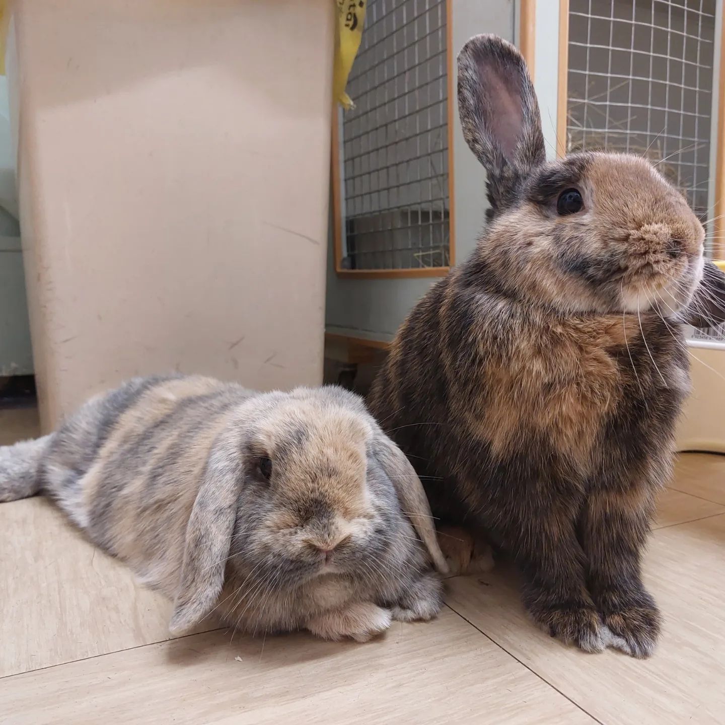 Rabbit Hotel. Bunny Boarding. Indoor pet holiday accomodation.
