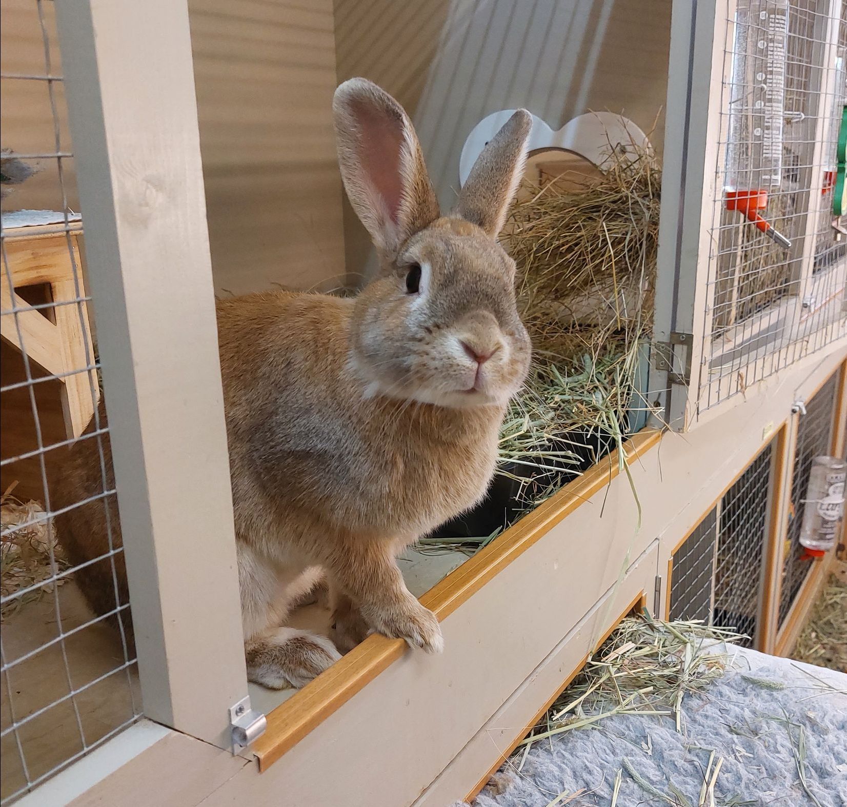 Rabbit holiday care, indoor boarding.
