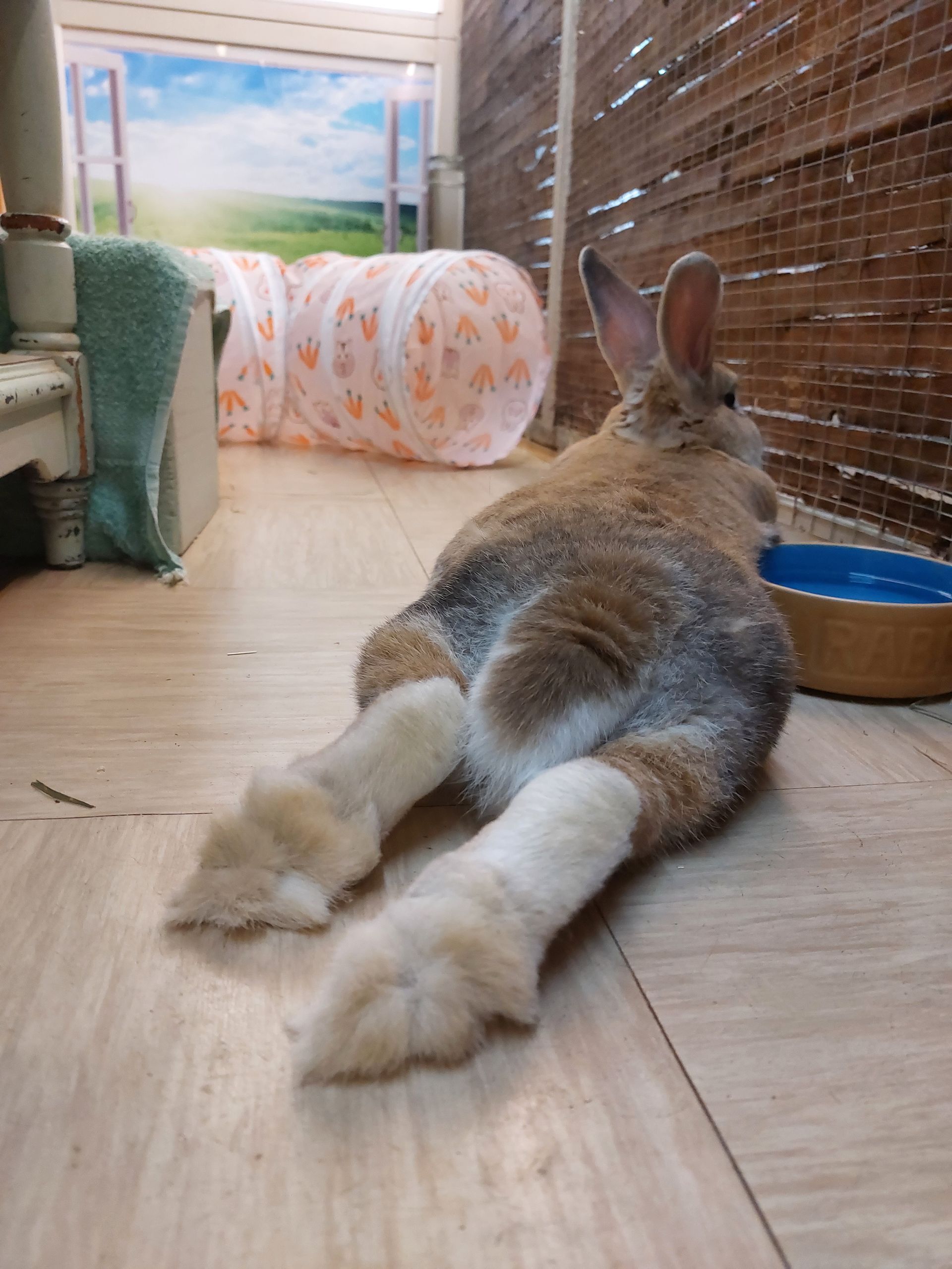 Rabbit on holiday. indoor Pet Hotel for rabbits.