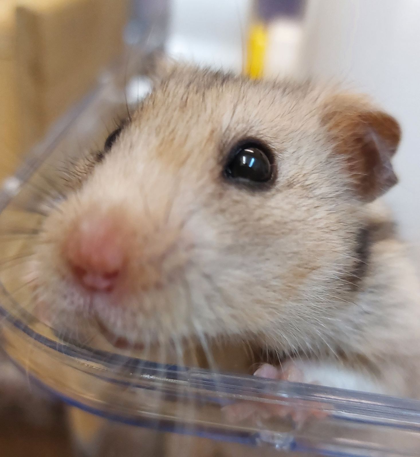 Hamster hotel, small animal boarding.