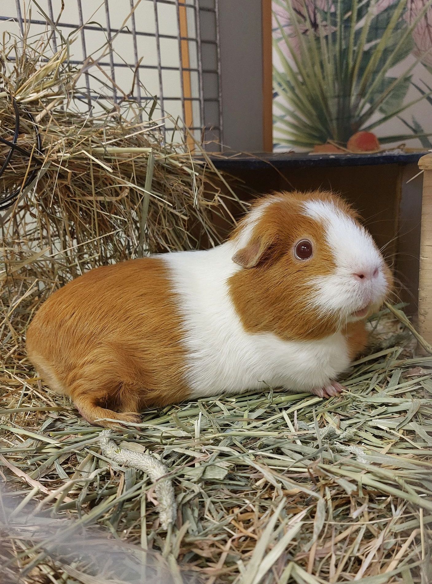 Guinea pig hotel. Guinea pig boarding and holiday care service.