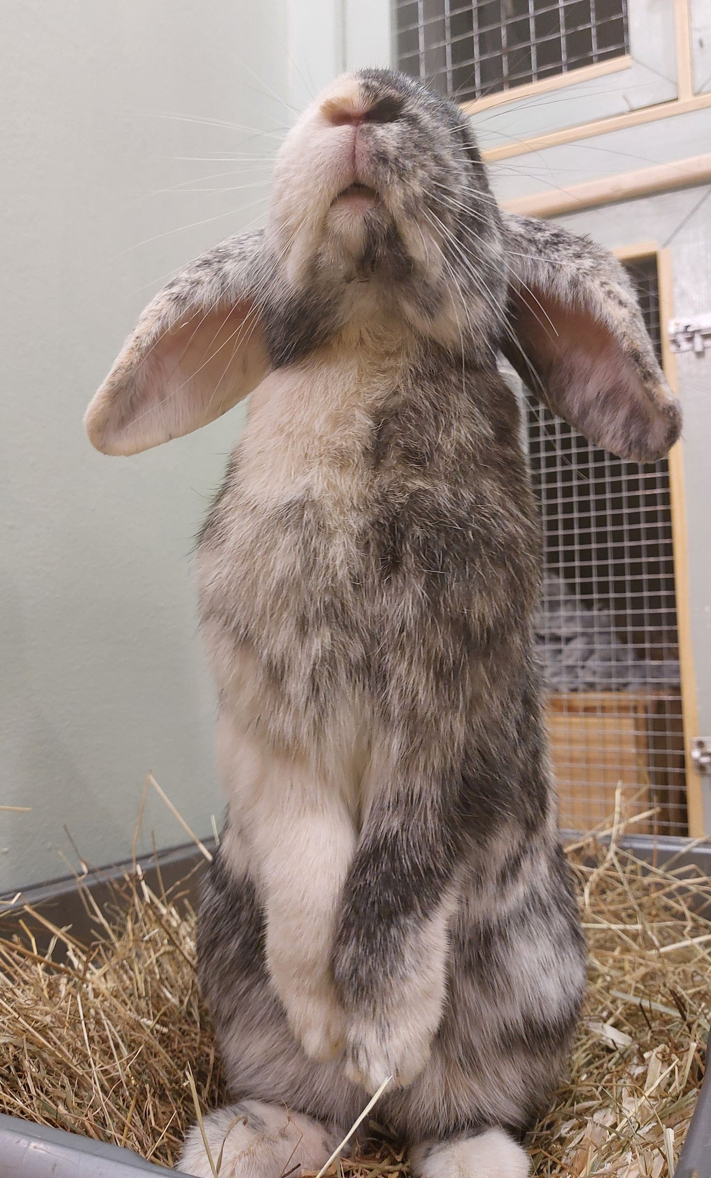 Bunny boarding. Small animal Hotel.
