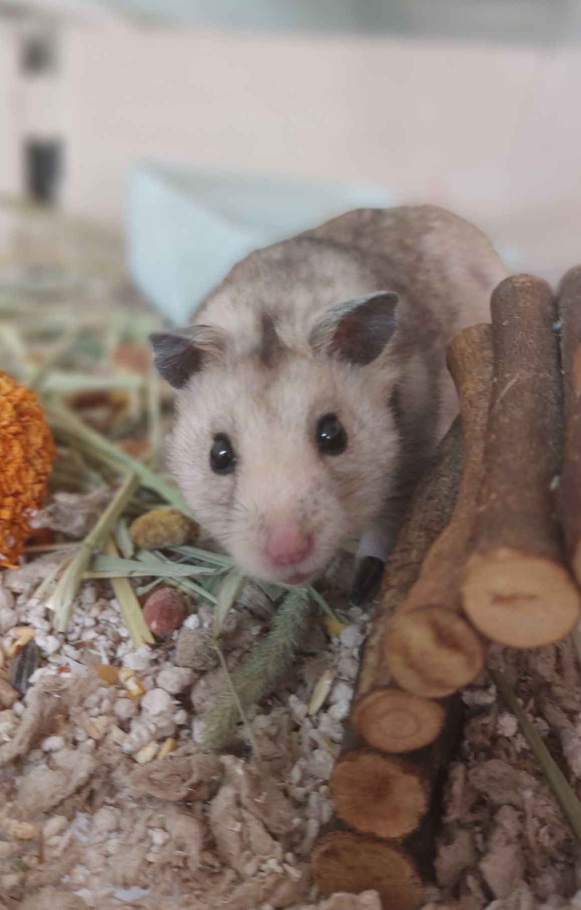 Hamster Hotel. Hamster boarding