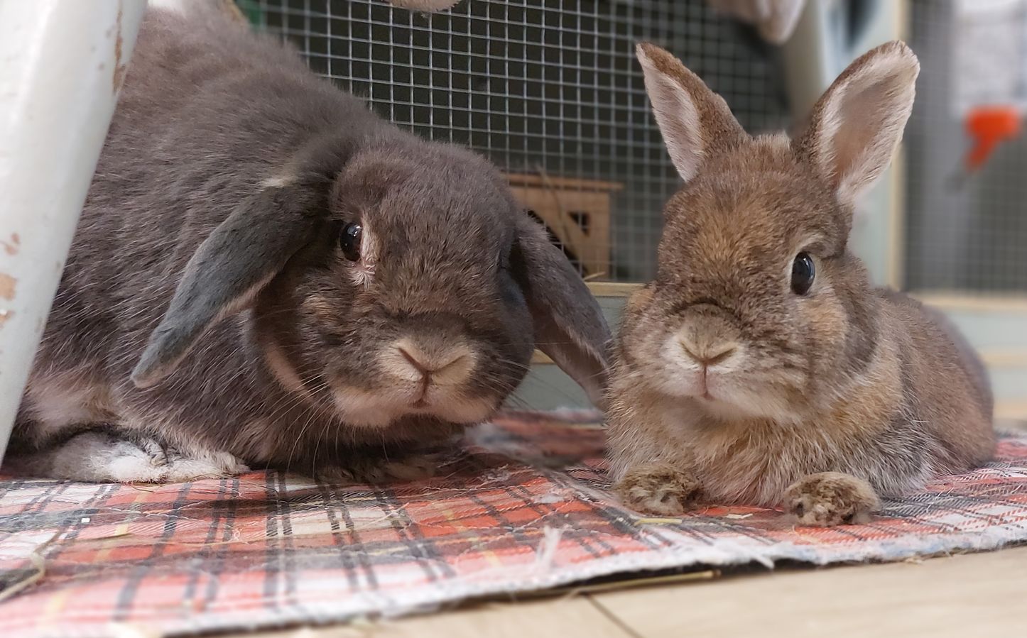Rabbit holiday care service. Pet hotel.