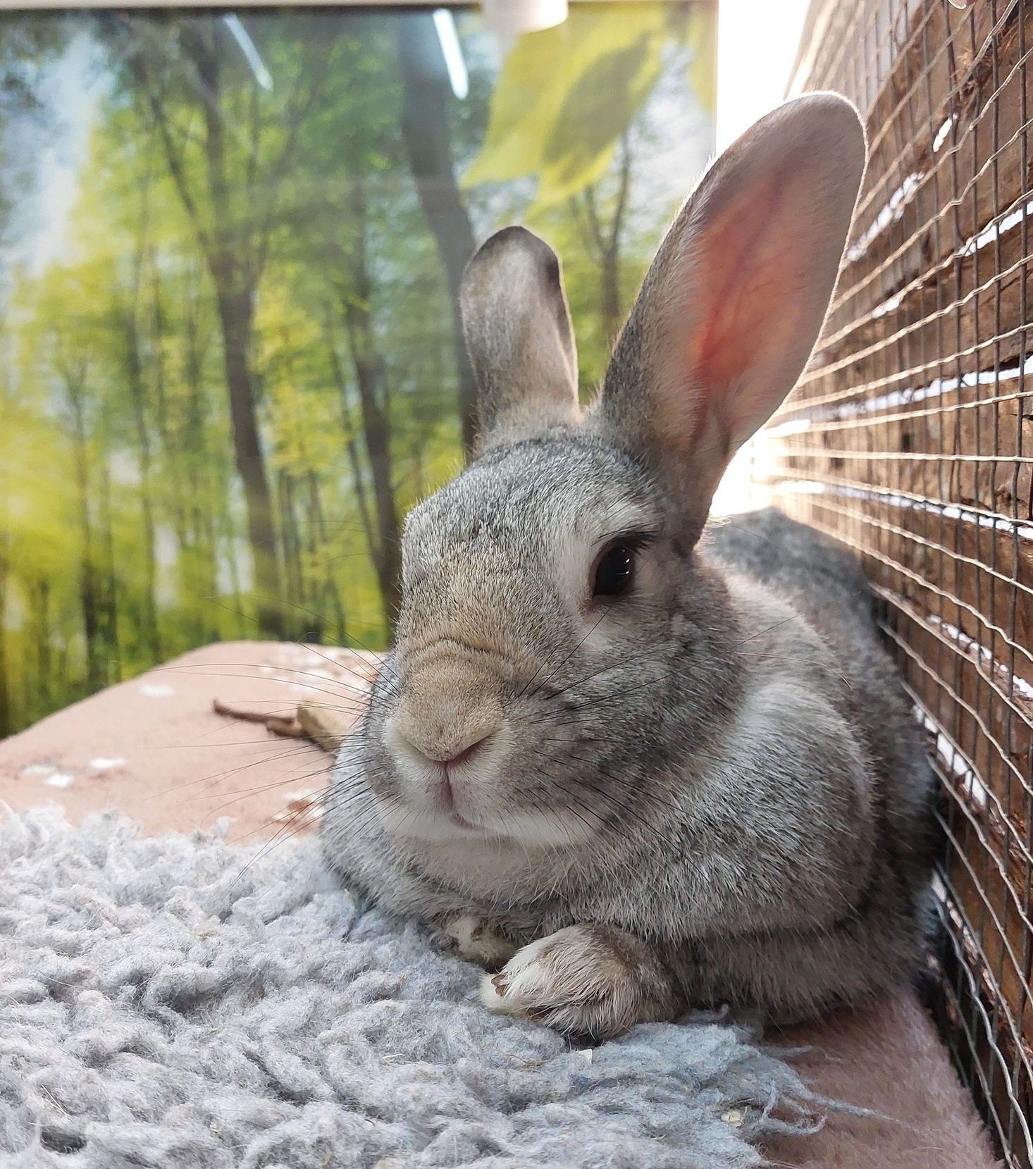 Rabbit holiday care service. Pet Hotel. Bunny Boarding.