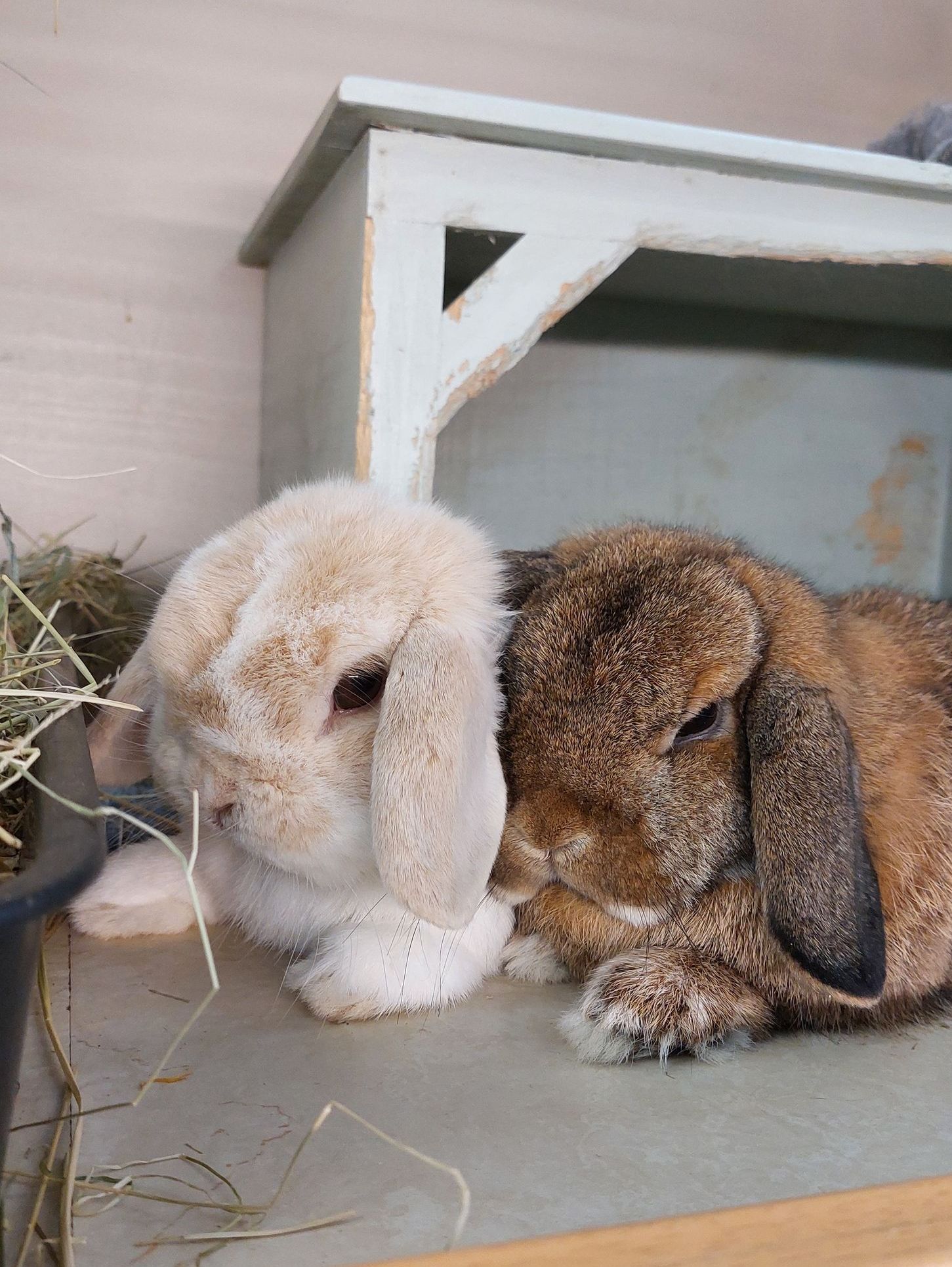 Bunny Boarding. Rabbit Hotel. Pet Holiday Care.