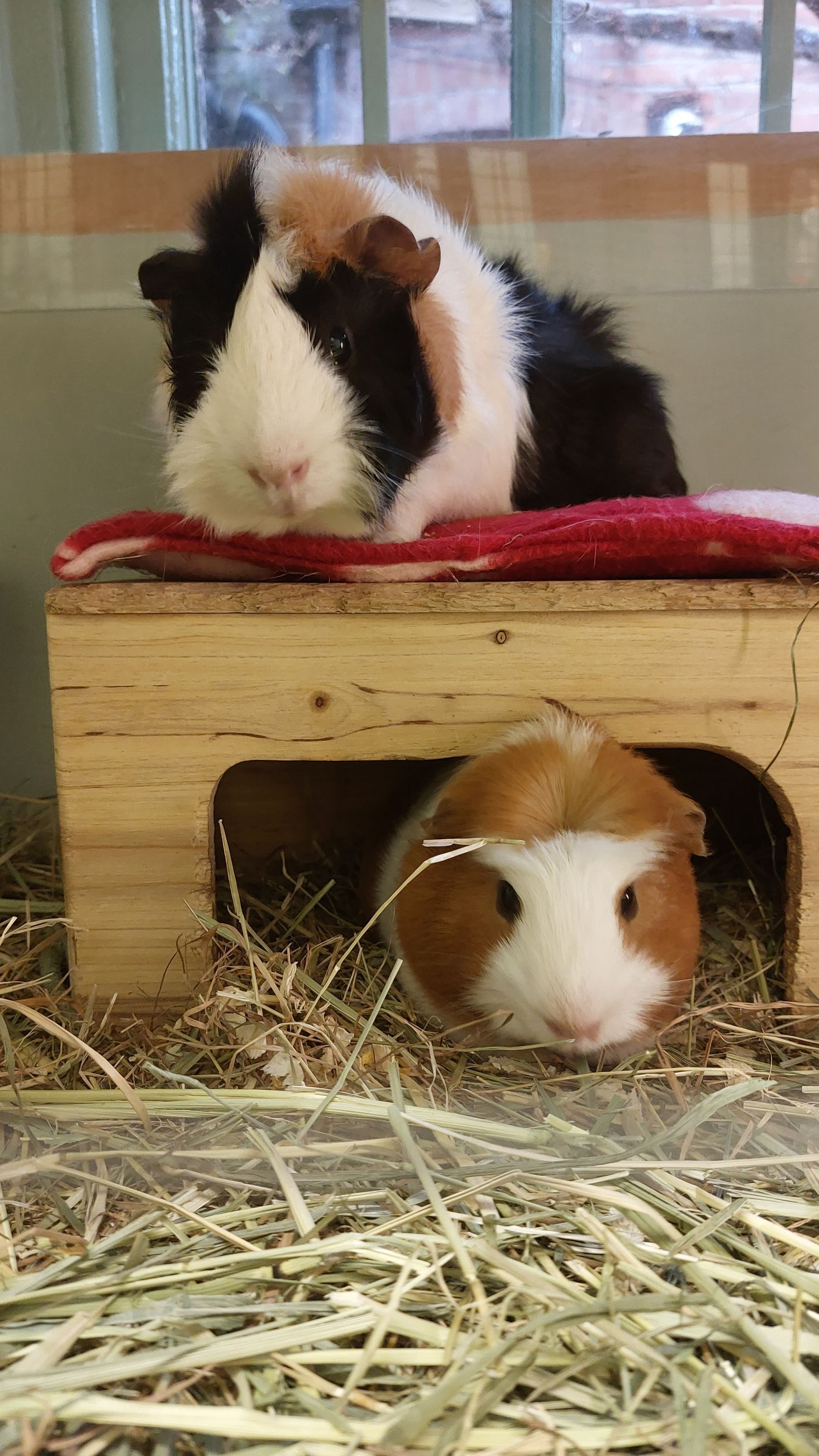 Guinea pig hotel. Boarding accomodation in Kent.