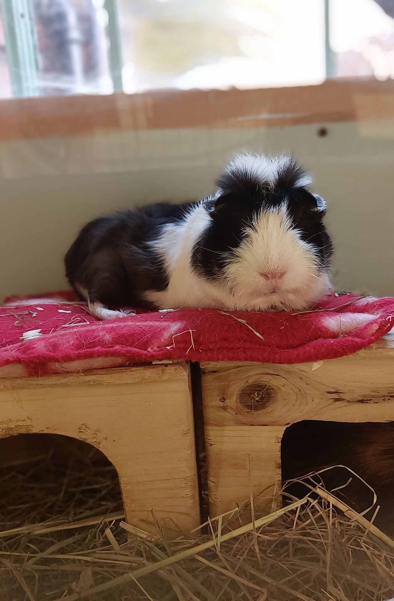 Guinea pig boarding, holiday care, pet hotel.