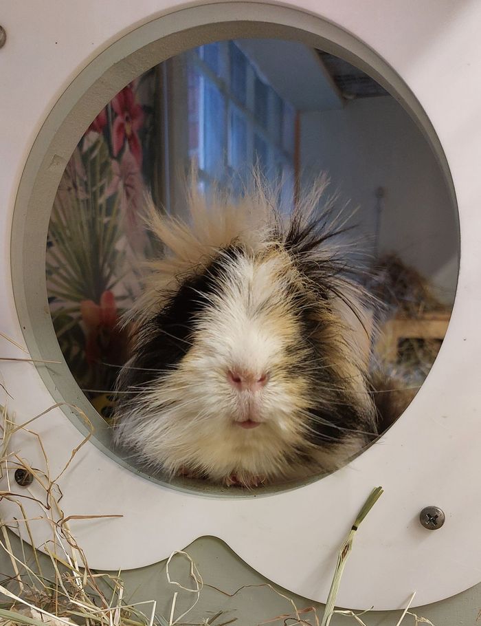 Guinea Pig Hotel. Guinea Pig Boarding.