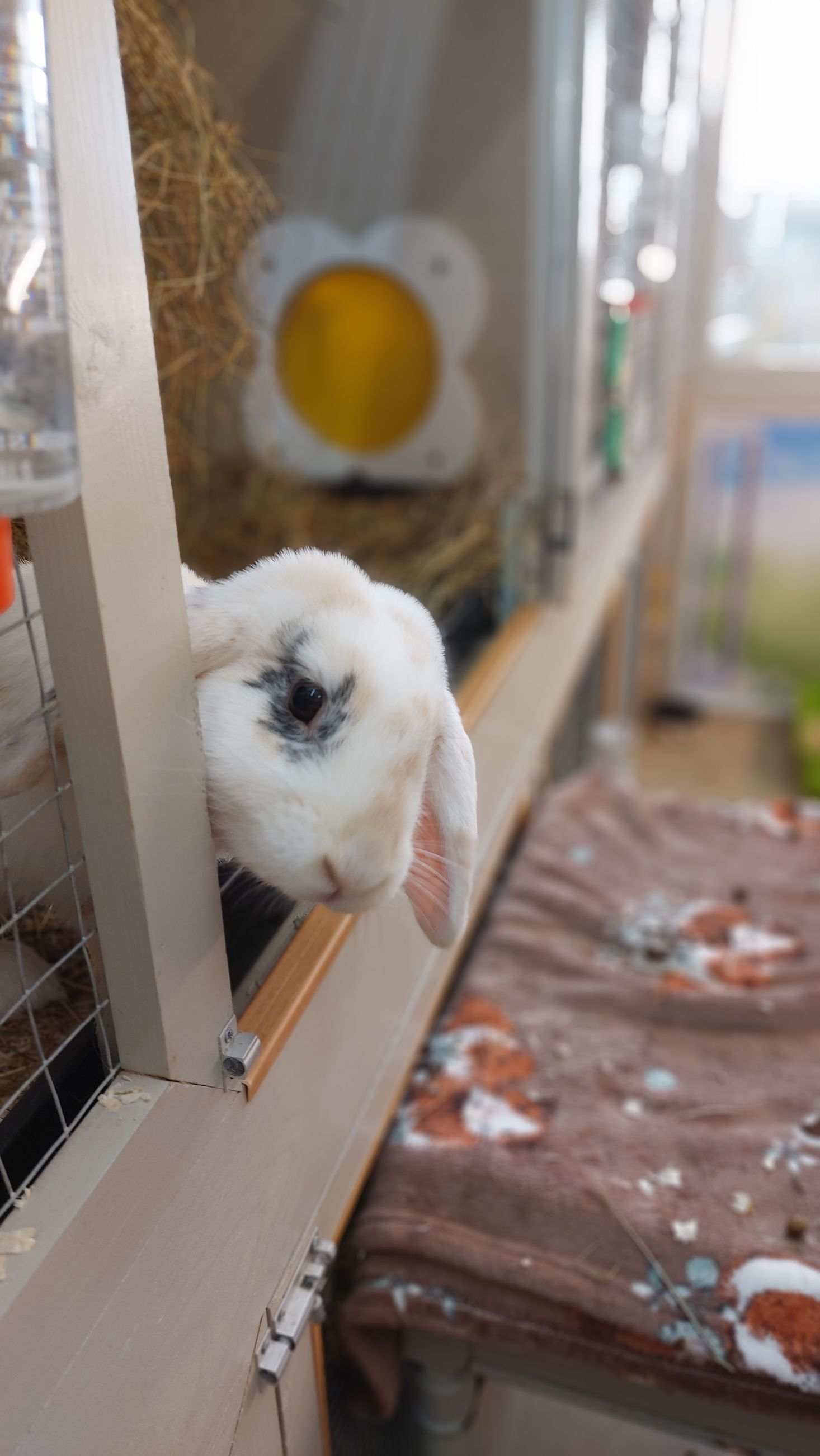 Rabbit Hotel, boarding.