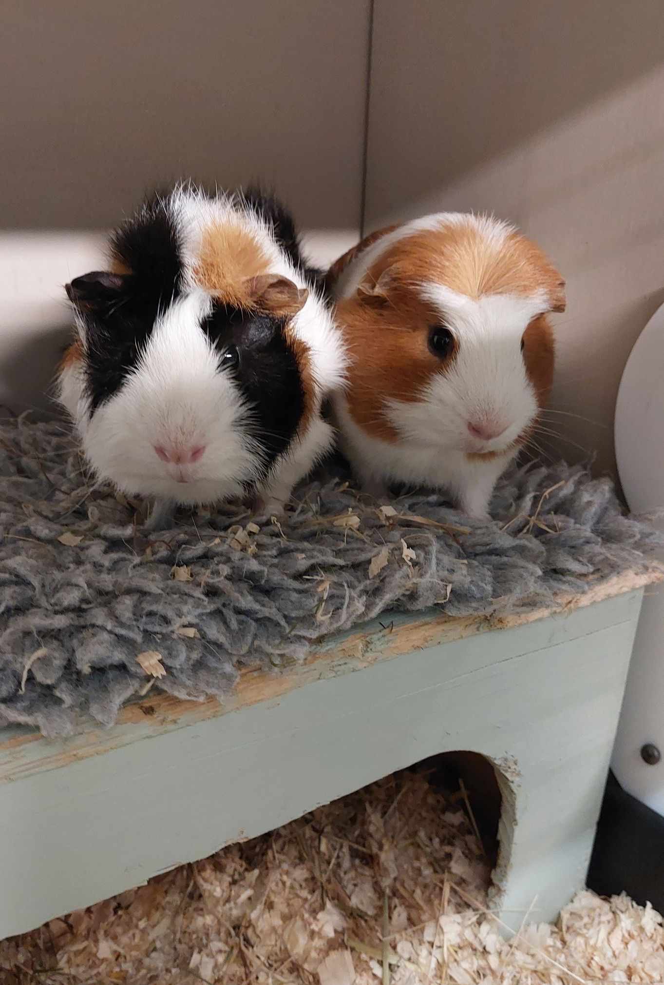 Guinea pig holiday care service. Pet Hotel.