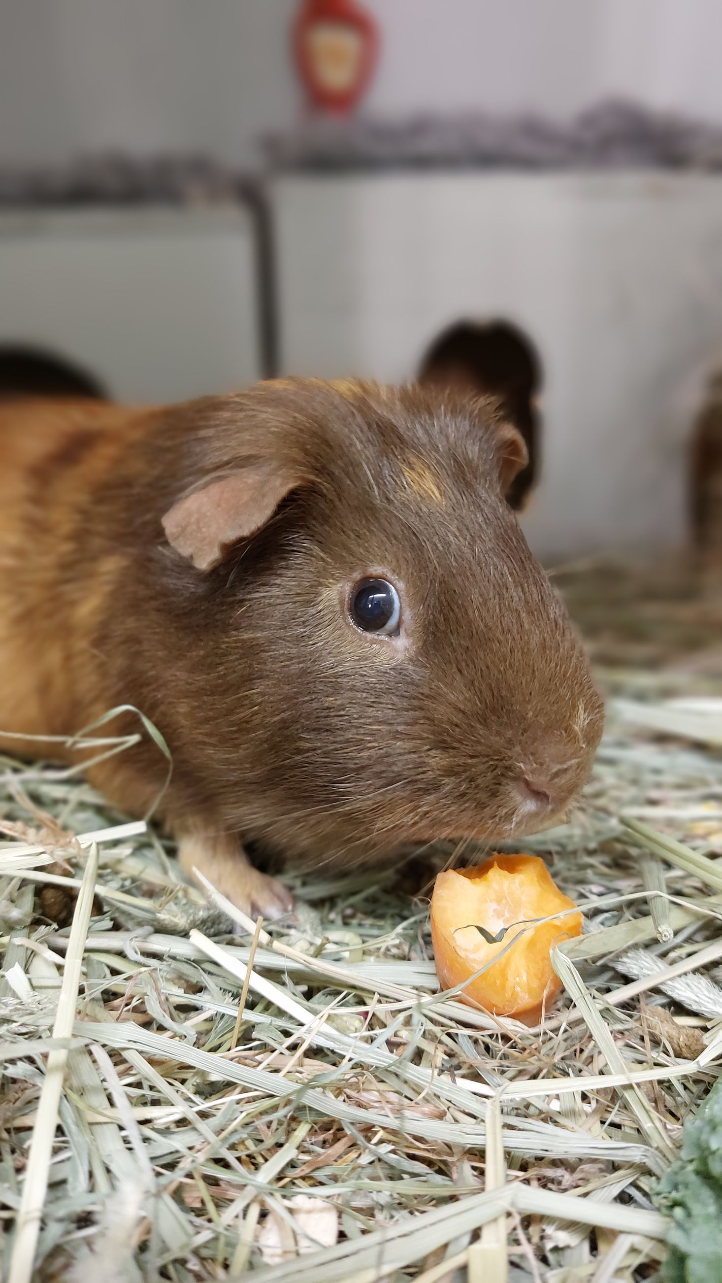 Guinea pig on holiday. Pet boarding, hotel.