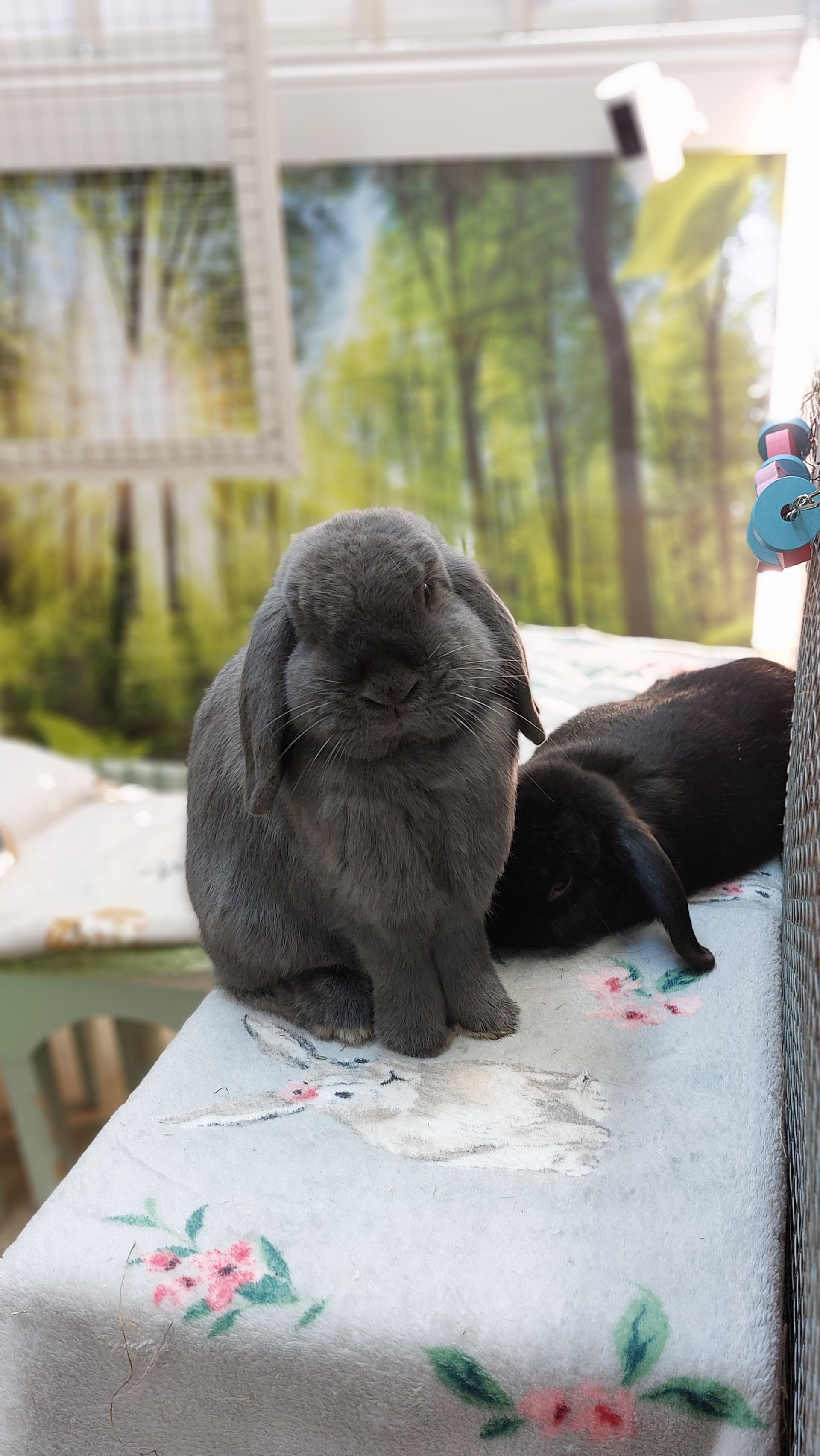 Rabbit Boarding, Rabbit hotel sevice.