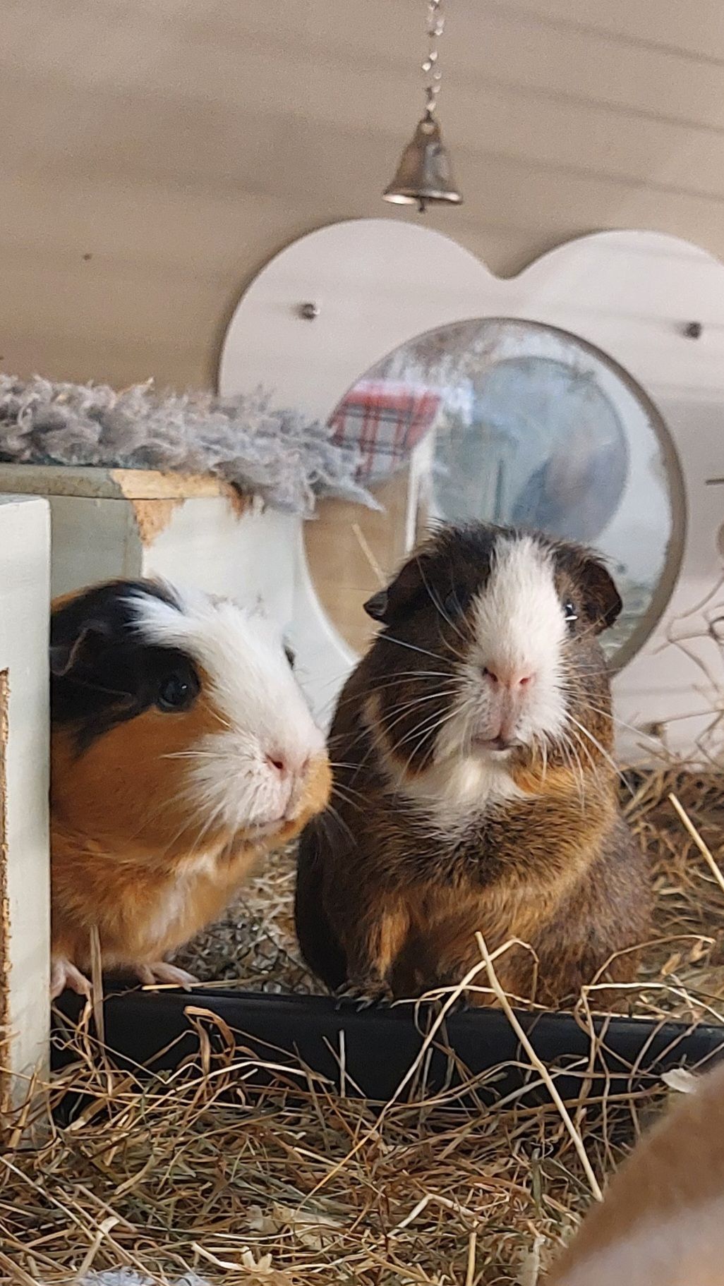 Guinea Pig Boarding. Pet Hotel. 
