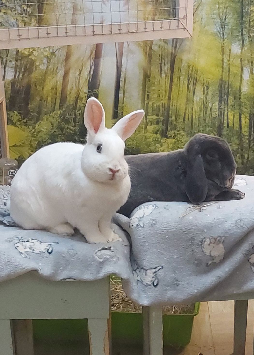 Rabbit Boarding. Pet Hotel
