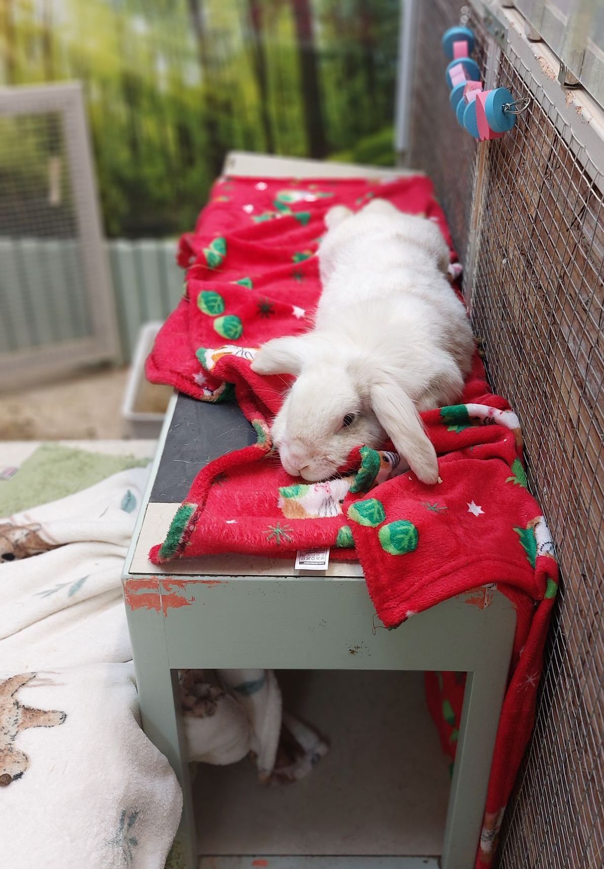 Rabbit holidays. Hotel, boarding service.