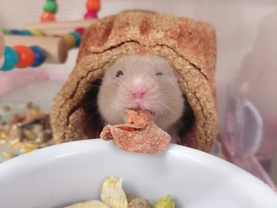 Hamster Hotel Service. Hamster Boarding.