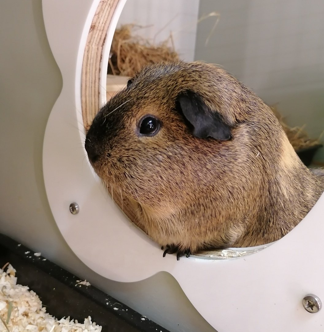 Guinea Pig Boarding, Pet Hotel.